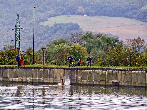 September 2010: Z kanála Váhu zachránili aj jeleňa.