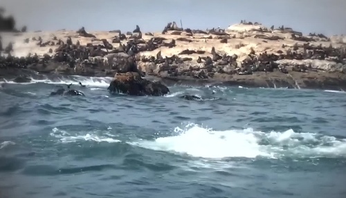 Turisti sa v člne vybrali pozorovať ostrov s tuleňmi.