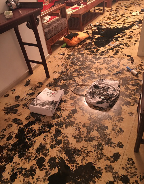Pes spôsobil hotovú spúšť v dome. 