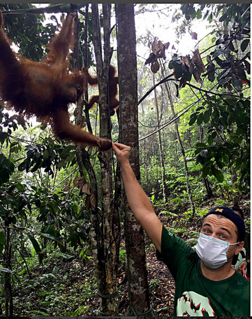 Hollywoodska hviezda strávila v indonézskej džungli týždeň, aby navlastné oči videla hrôzy a aspoň trochou prispela k záchrane pralesov.