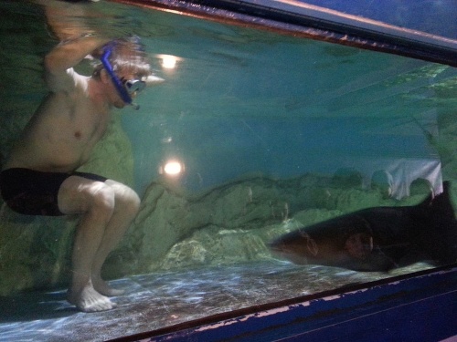 Adrenalín: Vplávať medzi žraloky si vyžaduje istú dávku odvahy. Kubáni ju má.
