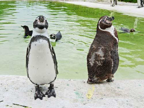 Tučniaky patria medzi lákadlá košickej zoo.