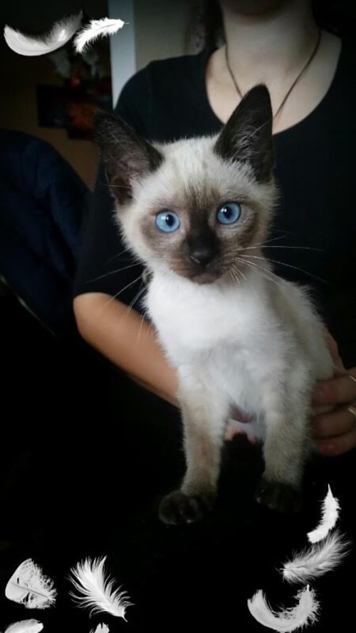 Kity: siamská mačka, 5 mesiacov, Partizánske