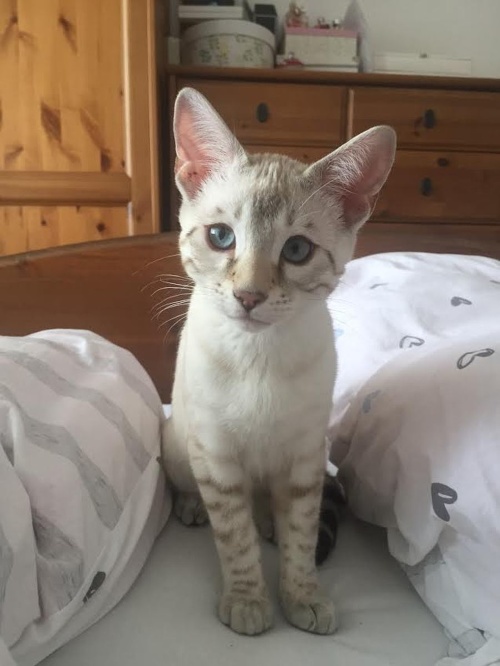 Tiko Torres: bengálska mačka, 4 mesiace, Pusté Úľany