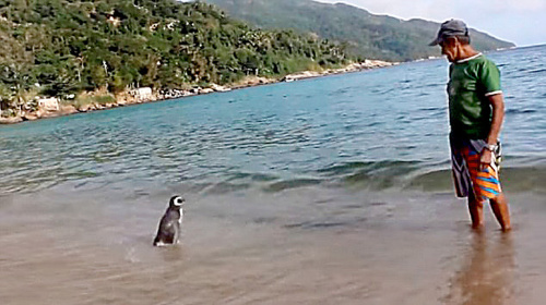 Dôchodca rád trávi čas s tučniakom na pláži.
