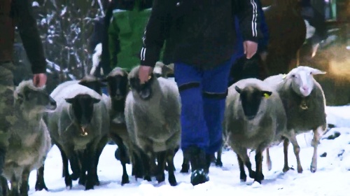 Aj ovce budú robiť spoločnosť farmárom.