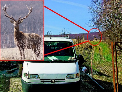 Statný jeleň niekoľko sekúnd bez pohnutia stál nad obcou a kochal sa výhľadom.