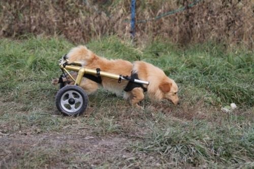 Speedyho zrazilo auto a ochrnuli mu zadné nohy.