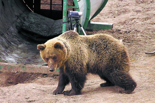 Medvedica by mala tento rok opustiť svoje mladé.