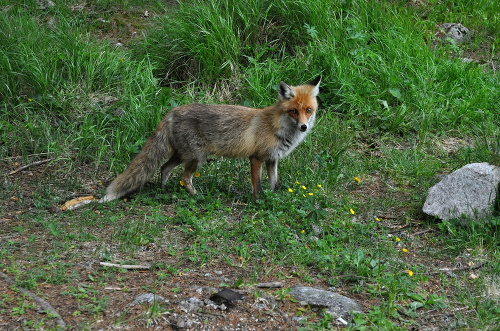 Líška sa pri Rainerovej chate objaví  v čase obeda okolo 12. hod.
