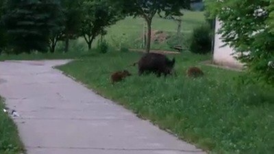 Diviačica s mladými vyliezla z lesa a zamierila rovno k domu.