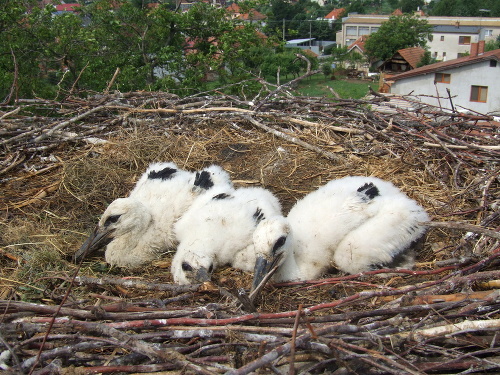 V hniezde v Čiernych Kľačanoch sú tri mláďatá.