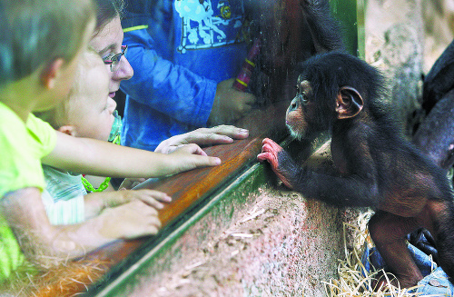 Malá šimpanzica sa kontaktu s detskými návštevníkmi bratislavskej zoo teší.