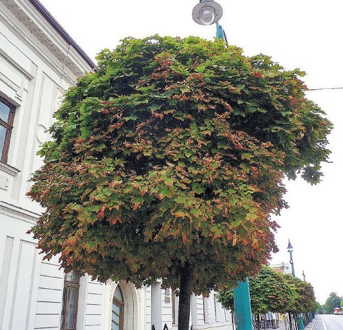 Listy najskôr zožltnú a postupne vyschne celý strom.