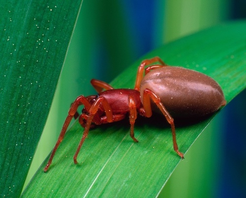 Priadka pestrá je veľká asi 1,5 až 4 cm.