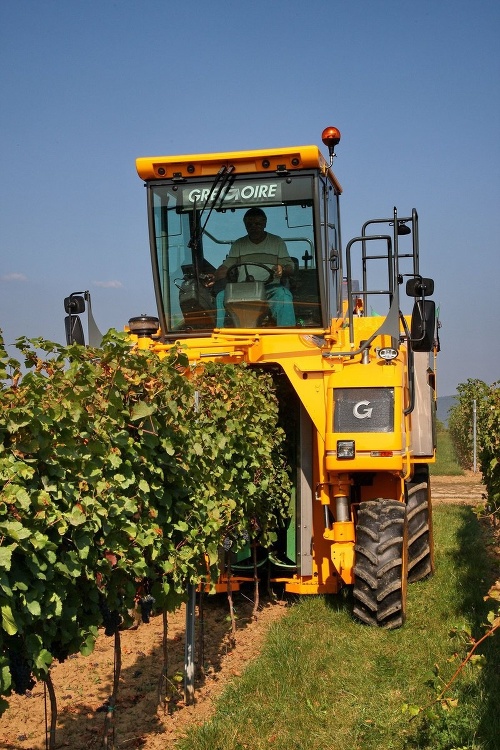 Vinári a stroje majú plné ruky práce, z tohtoročnej bohatej úrody hrozna sa však tešia.