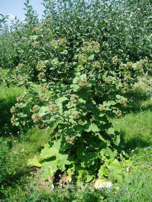 Poriadne sa vytiahol, v slovenských ovocných sadoch sa rodia aj takéto statné lopúchy.
