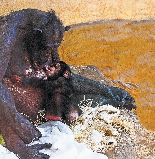 Malá oslávenkyňa sa od mamičky nepohne ani na krok.