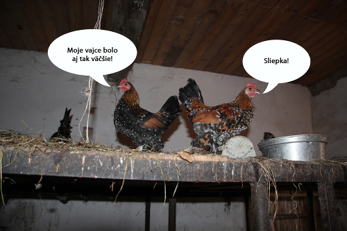 Aj medzi sliepkami panuje niekedy nevraživosť.