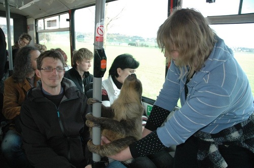 Leňoch jazdí do práce autobusom, cestujúci si už naňho zvykli.