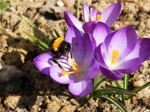 Šafran: U nás je to záhradný kvietok, ktorý vyšľachtili vo fialovej, v bielej, žltej, modrej a pomarančovej farbe. 