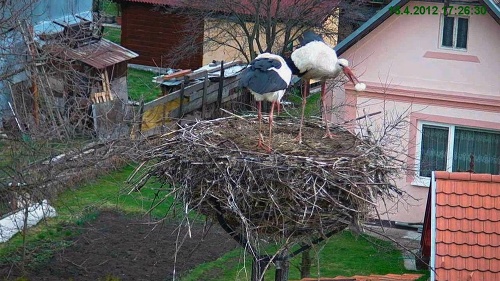 16.4.2012 17.26: Riško pri upratovaní našiel vajce: A toto je čo!!! Takže mne si tvrdila, že sa ponáhľaš domov, že chceš prísť prvá a ty si si zatiaľ užívala s nejakým iným vtákom. Veď ja spravím poriadok raz dva!