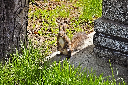 Po košickom verejnom cintoríne „skáče“ niekoľko veveričiek.