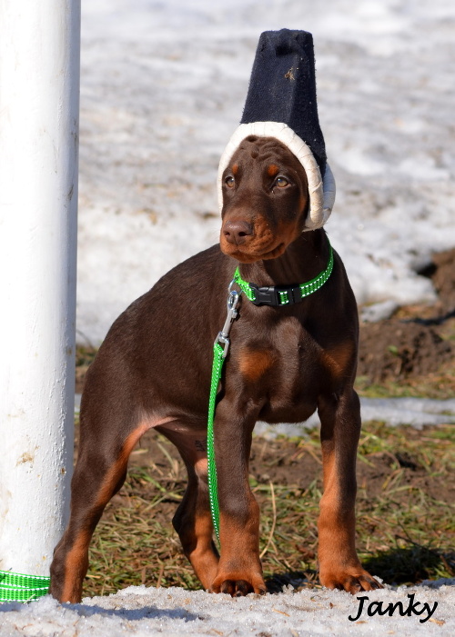 Štvormesačná sučka dobermana zmizla 21. 5. 2012 z rodinného domu v Martine.