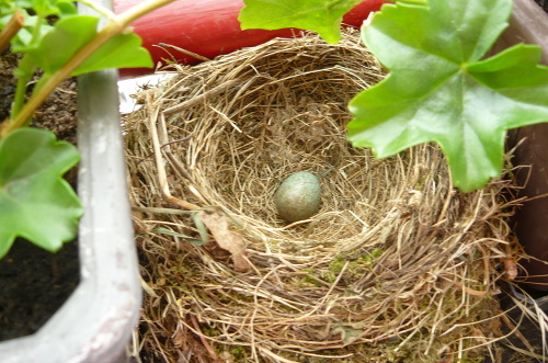 2.6.2012: V čerstvo vybudovanom hniezde je zatiaľ jedno vajíčko.