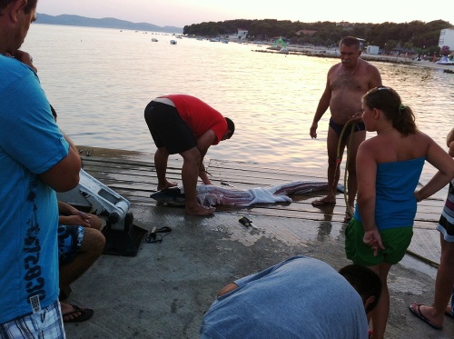 Rybári pri čistení uloveného žraloka. Záujem turistov ich veľmi netešil. 