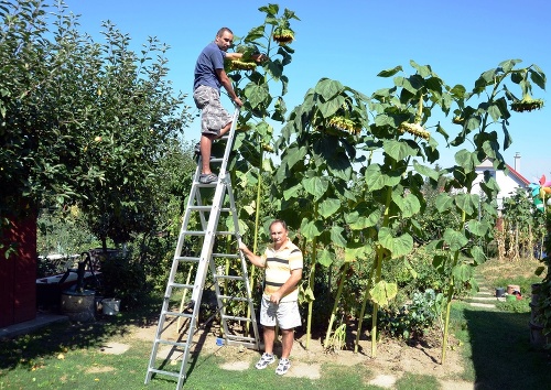 Záhradkár Ladislav Ivan vypestoval vo svojej záhradke v ZO Oríšky v Trebišove slnečnicu vysokú 440 cm.