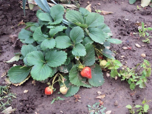 Takéto krásne a chutné jahody vyrásli v Lenkinej záhrade začiatkom novembra.