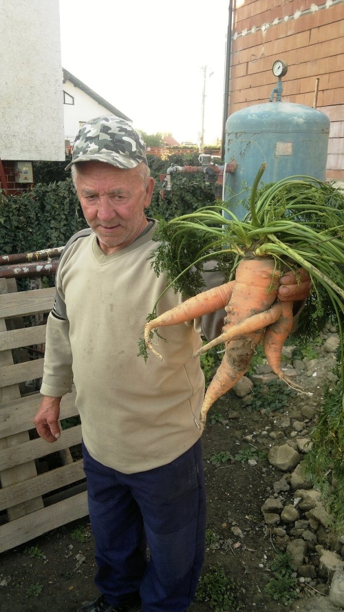 Pán František z Vlčian (okres Šaľa) nemohol uveriť vlastným očiam, keď vo svojej záhradke vytiahol viac ako kilovú mrkvu.