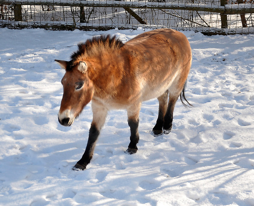 Kôň Przewalského