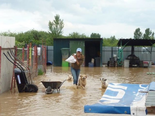 Situácia v útulku je momentálne stabilizovaná. Útulok je však stále v pohotovosti, keďže v najbližších dňoch má pršať.