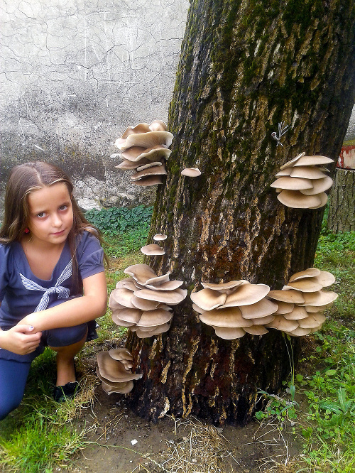 Sonička s rodinným pokladom - bohatou úrodou hlivy ustricovej na kmeni orecha.