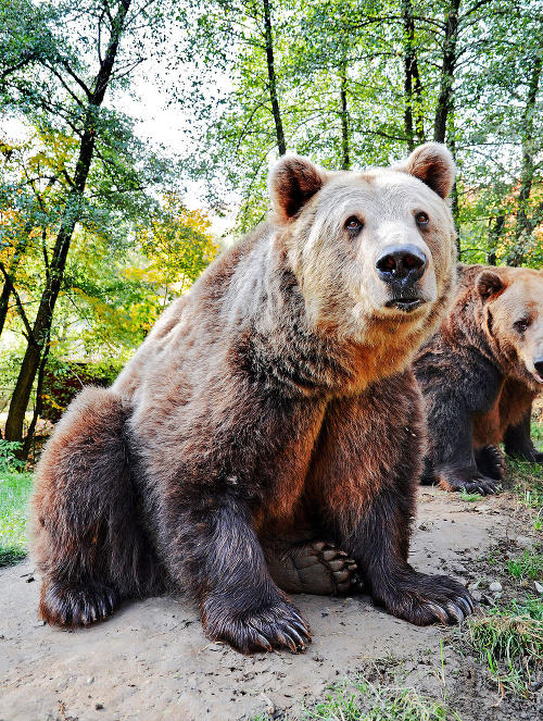 Medveď Ivan má 16 rokov. Návštevníci ho môžu vidieť v košickej zoo. Maco váži 240 kilogramov a vysoké je 2,10 metra.
