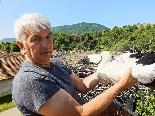 Zoológ Miroslav Fulín takto v lete krúžkoval mláďatá bocianov na východnom Slovensku.