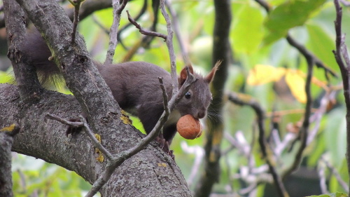 Veveričku aj s úlovkom sa čitateľke podarilo nafotiť na záhrade.