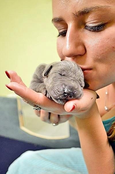 Katarína Čerešnáková (19) pomáha sučke Adyss zvládnuť starostlivosť o jej drobizg.