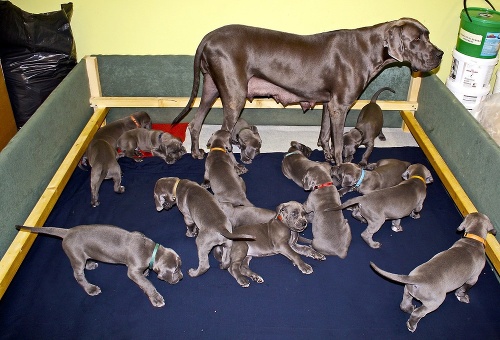 Rekordných pätnásť šteniatok nemeckej dogy Adyss má dnes 5 týždňov.