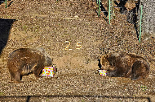 Medvede z košickej zoo sú spolu už štvrťstoročie.