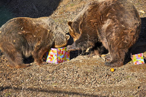 Medvede z košickej zoo sú spolu už štvrťstoročie.