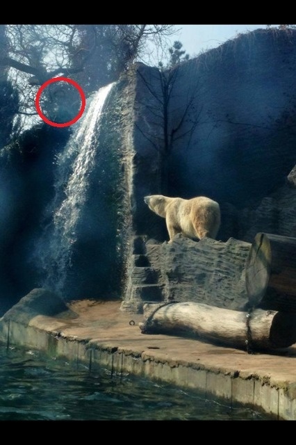 Medveď prežíva extázu v pražskej ZOO. 