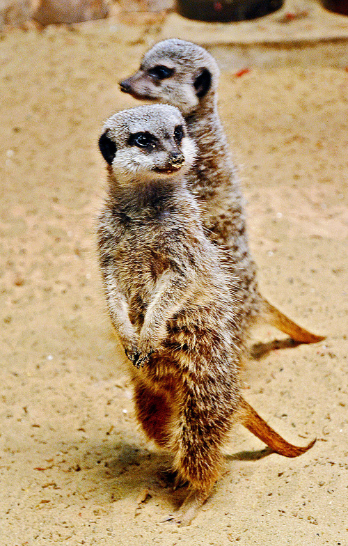 V zoo pribudli štyri mláďatá surikaty vlnkavej.