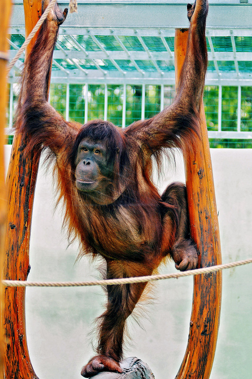 Orangutan bornejský Momo (18)