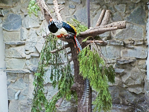 Bažant diamantový je ďalším z obyvateľov zoo.