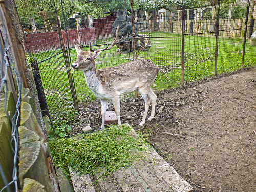 V najmenšej slovenskej zoo žije aj daniel škvrnitý. 