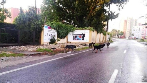 Mestská polícia márne bojuje so svorkou psov.