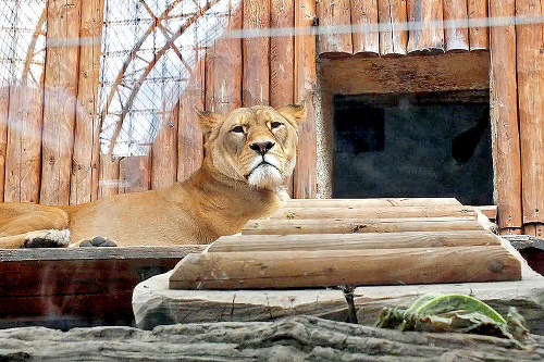 Kráska z olomouckej ZOO sa volá Gina.